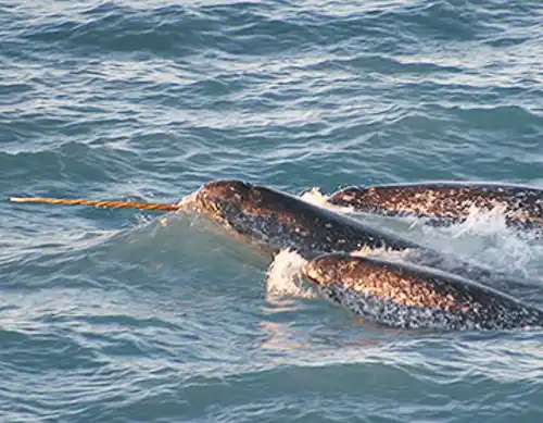 Narwhal (Monodon monoceros)
