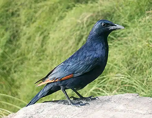 Red-winged starling (Onychognathus morio)