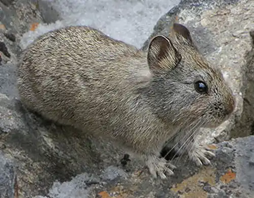Silver pika (ochotona argentata)
